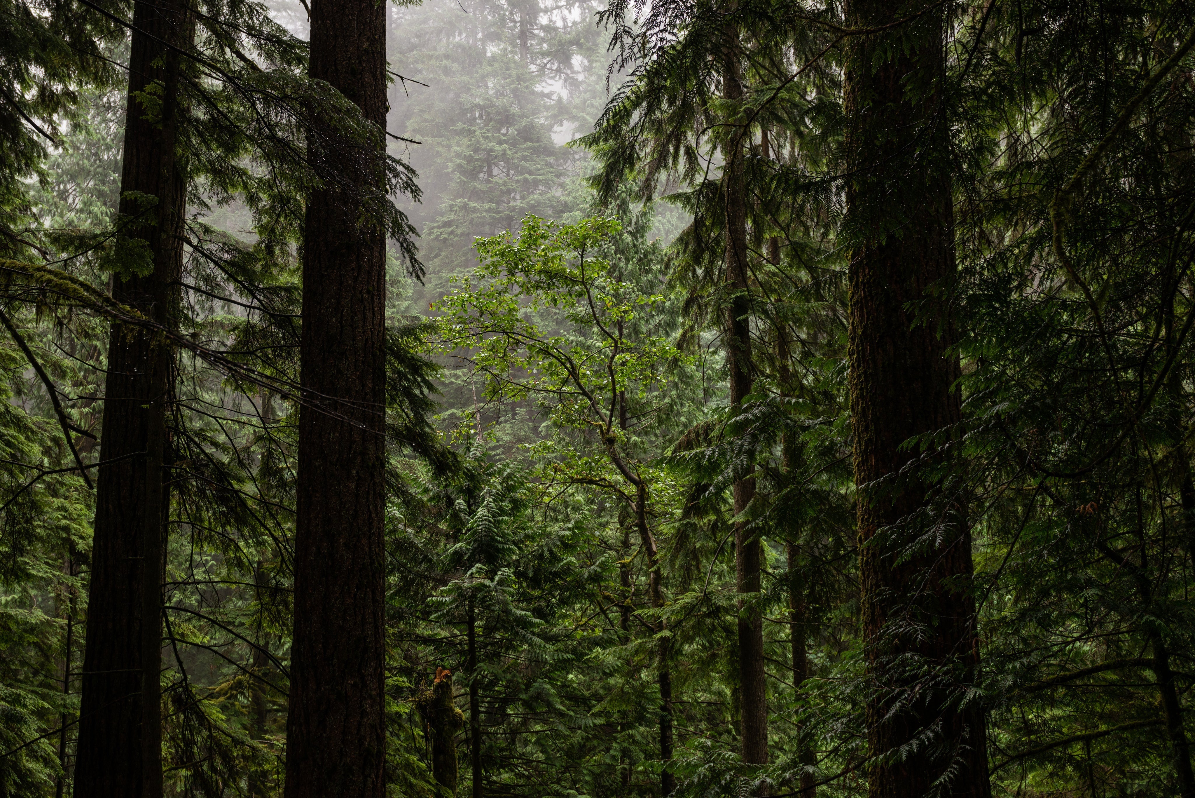 How Wooden Kitchenware Supports a Sustainable Lifestyle